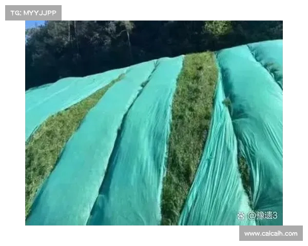 提升草坪质量的关键因素及养护技巧解析 提升草坪质量的关键因素及养护技巧解析
